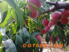 桃树苗_桃苗_晚熟桃_新品种桃_山东桃树图1